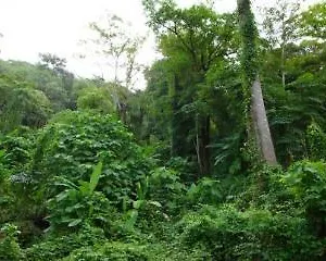 Ban Pailin Hill Patong